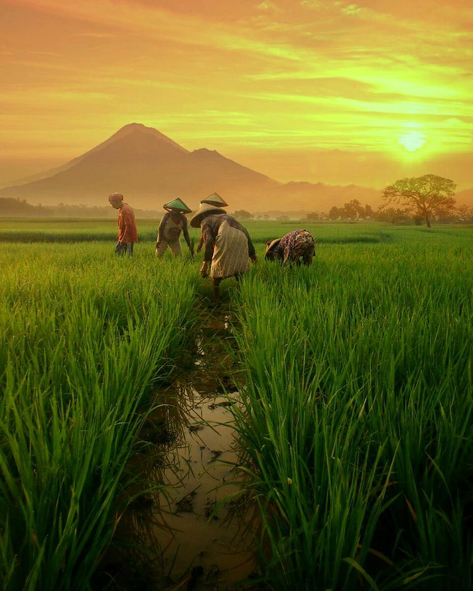 Indonesia Rice Fields