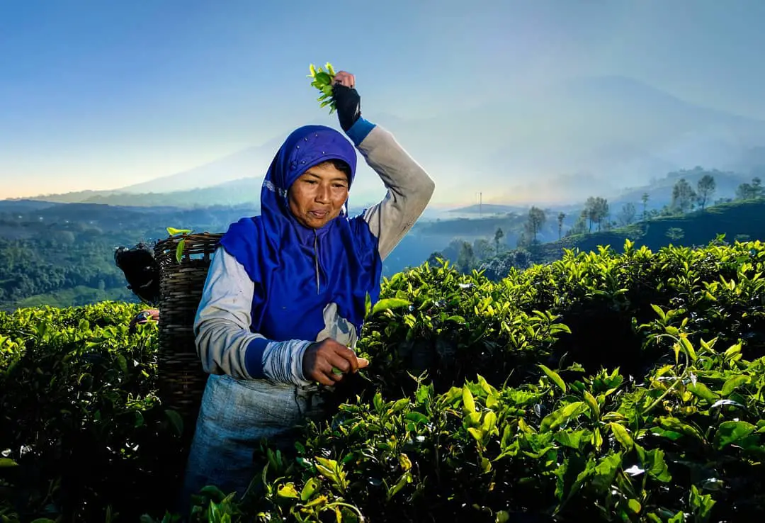 Indonesia Tea Picker