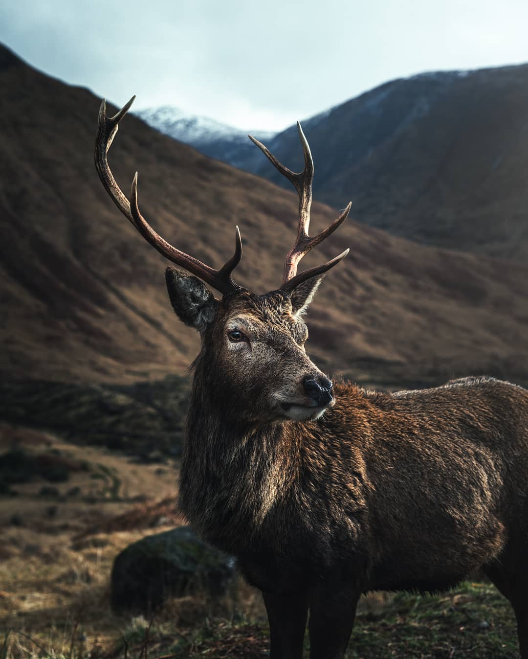 Deer Scotland
