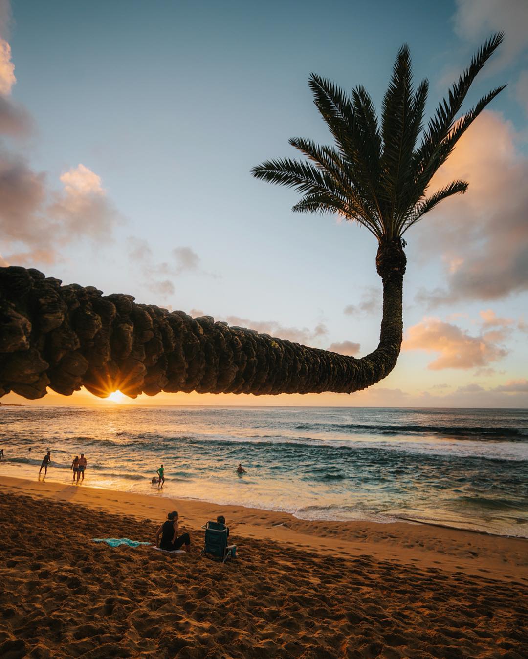 Bent Palm Tree Oahu