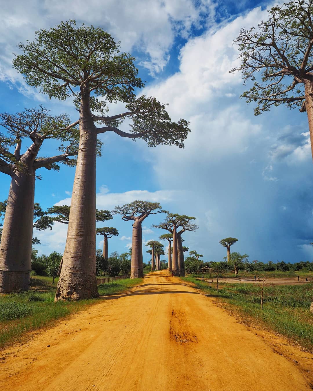 Baobabs in Western Madagascar Uknown Parts of the World