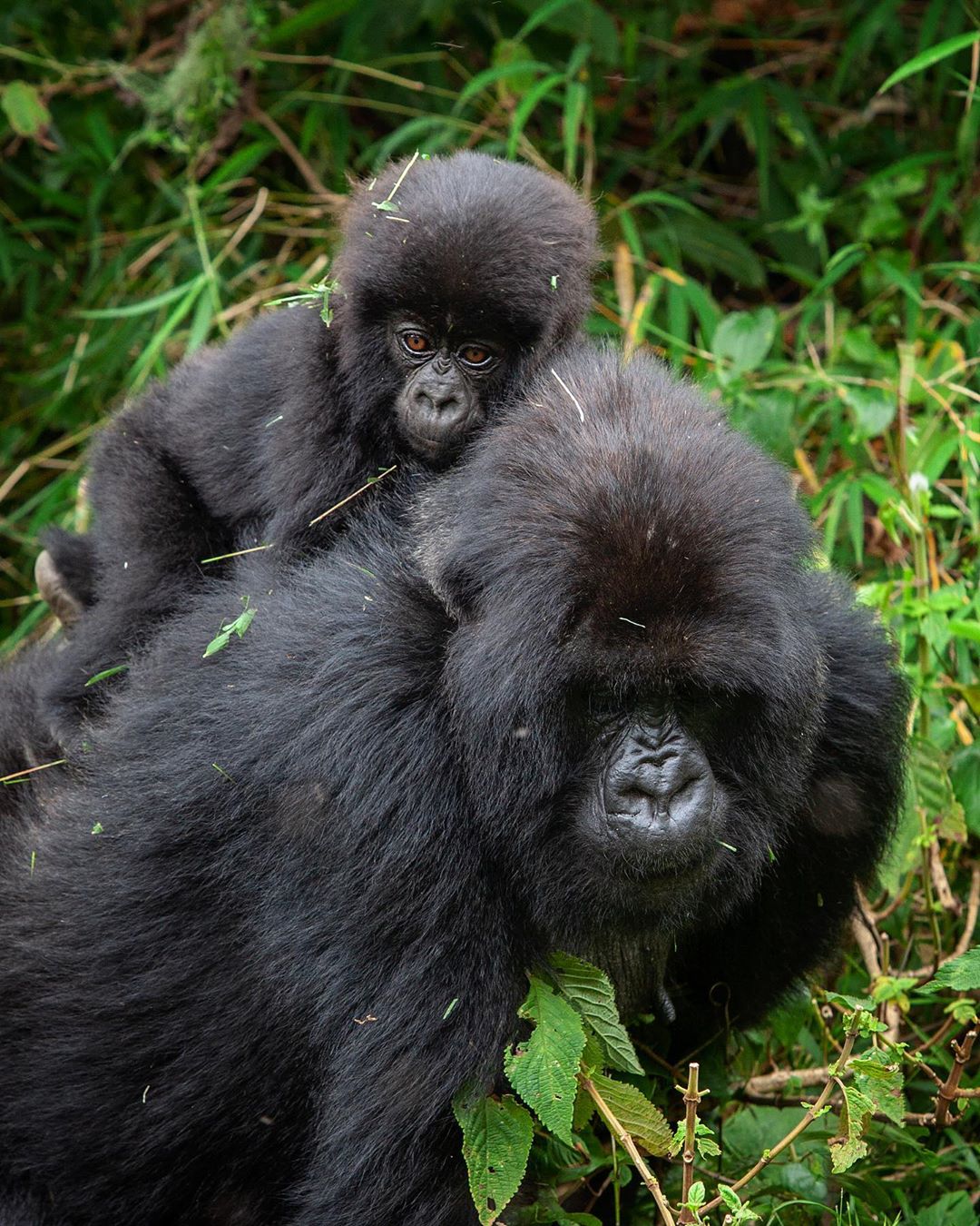 Rwanda Wildlife Africa