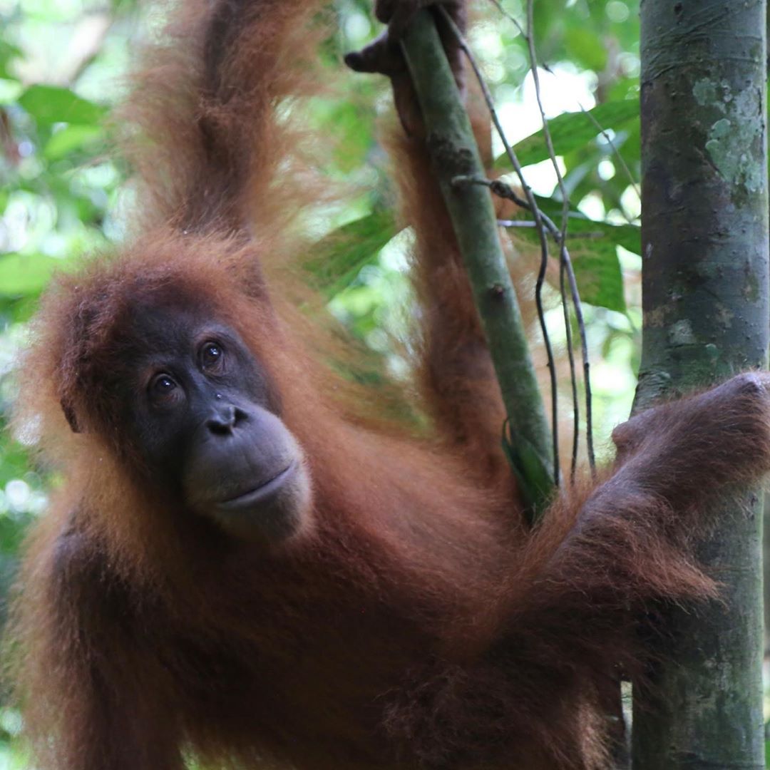 Visit Every Country Orangutan Sumatra
