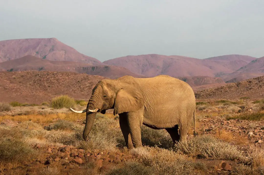 The Desert Elephant