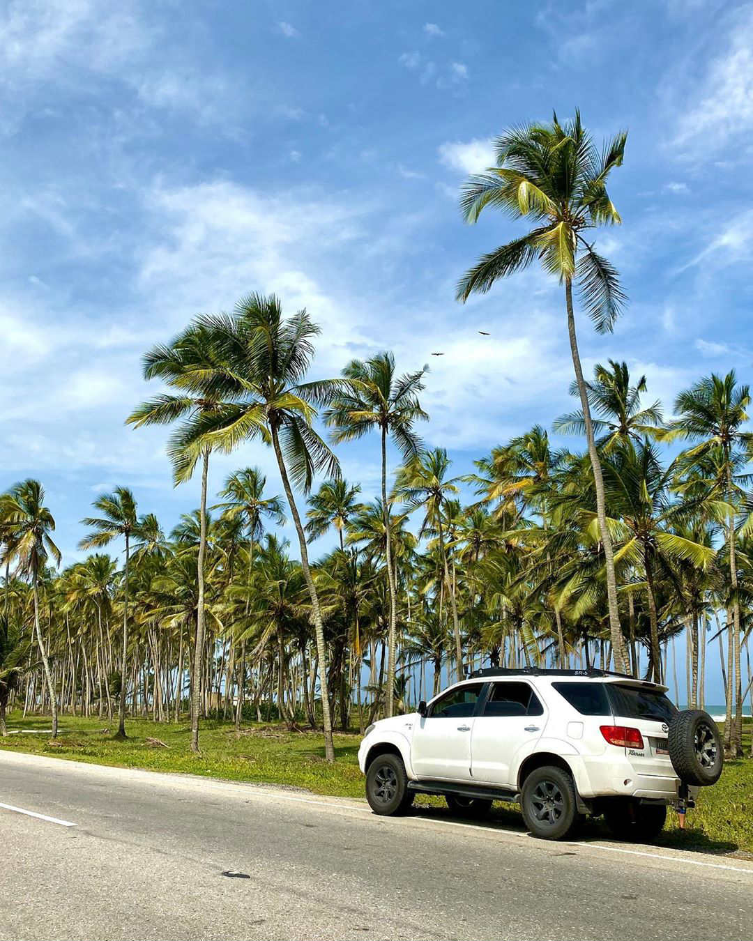 Venezuela Travel Guide - Palm Tree Roads