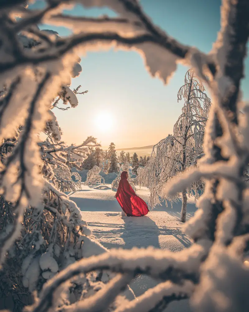 Snowy Trees of Lapland