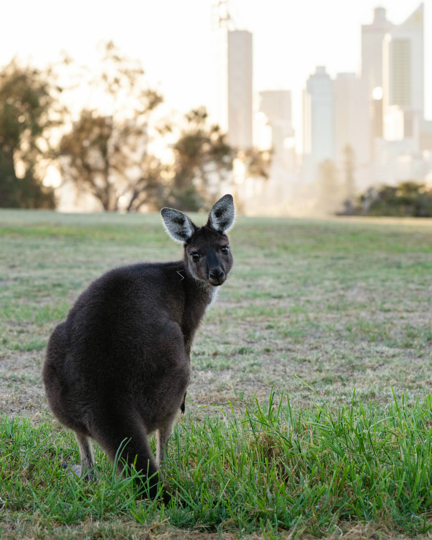 10 Best Things To Do in Perth and Surrounds - Travel Guide