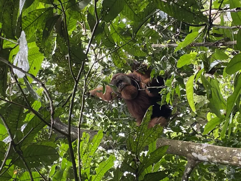 Orangutans of Sumatra