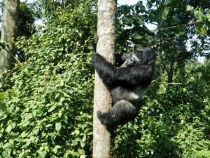 Uganda