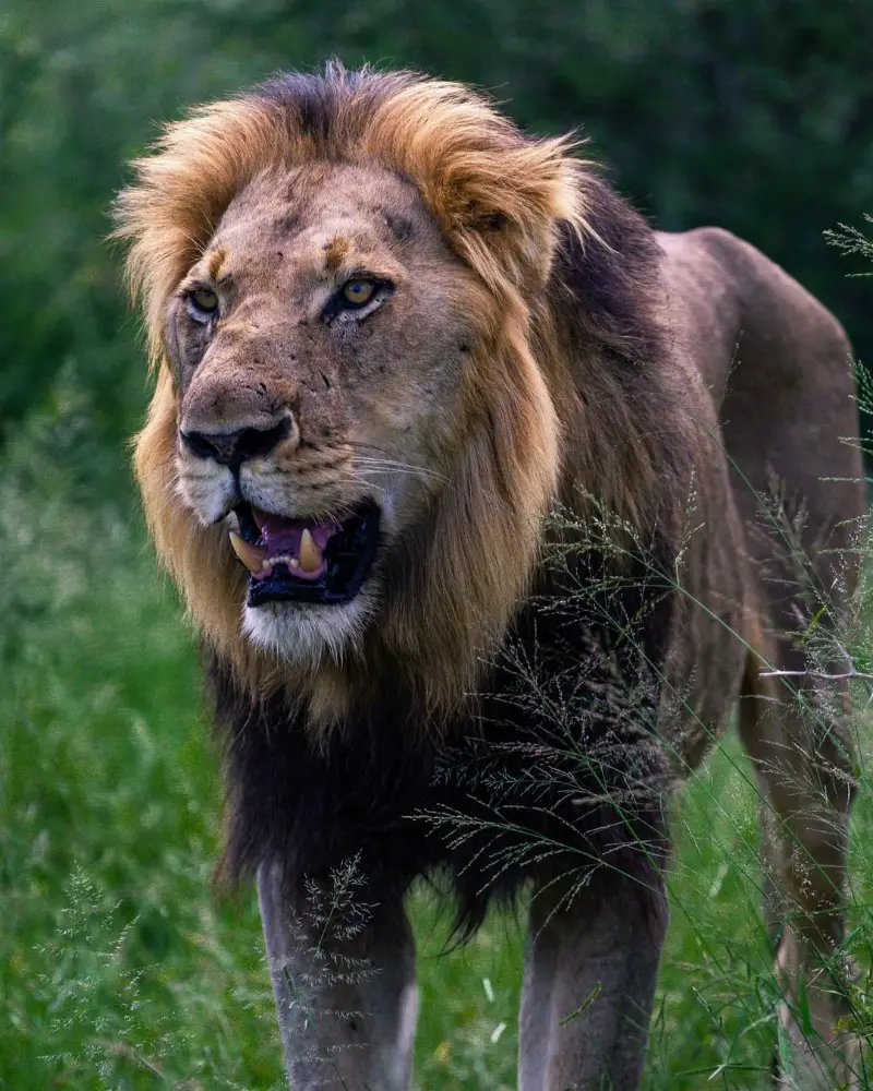 Lions of Kruger National Park