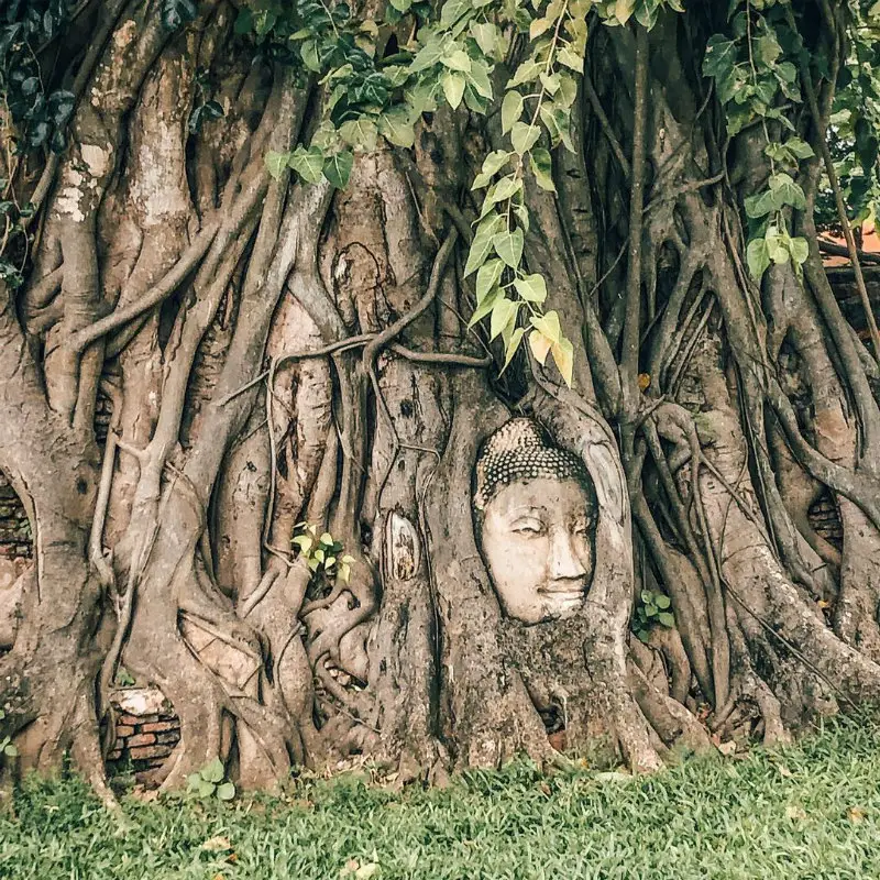 Buddha Head in Ayutthaya