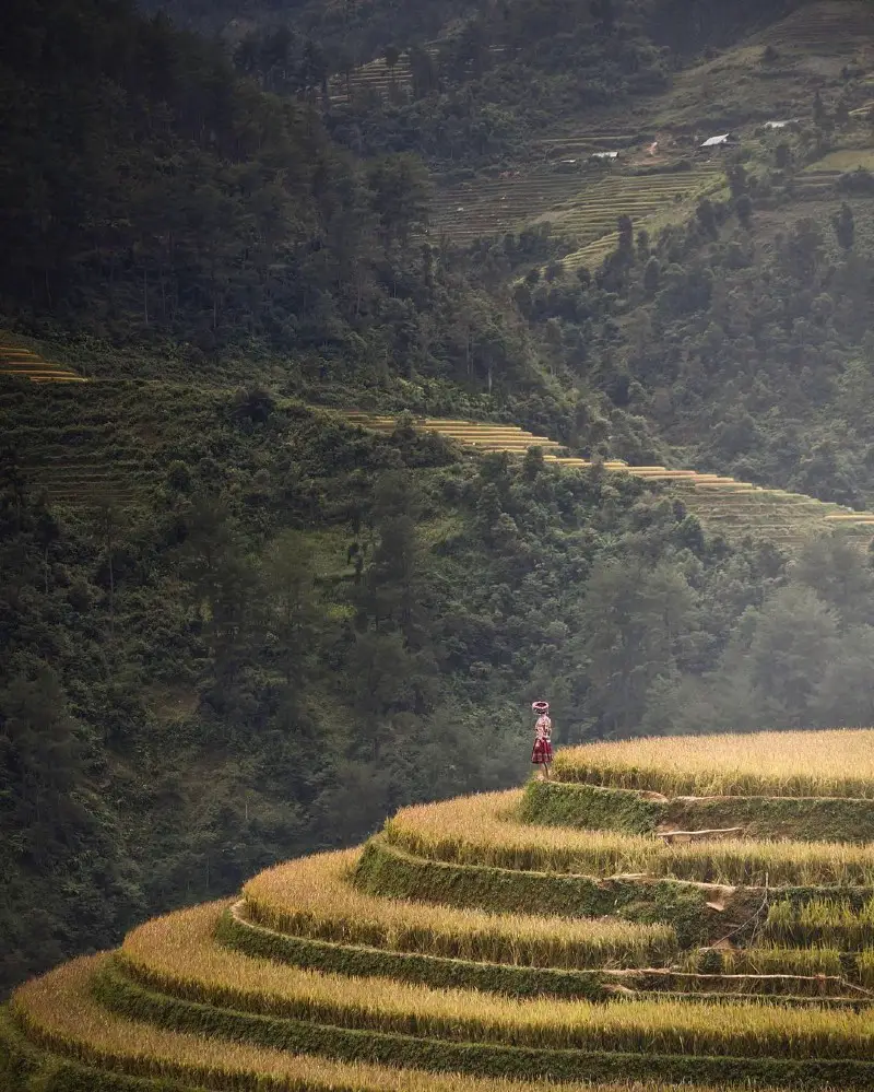 Rice Fields and Terraces of Vietnam