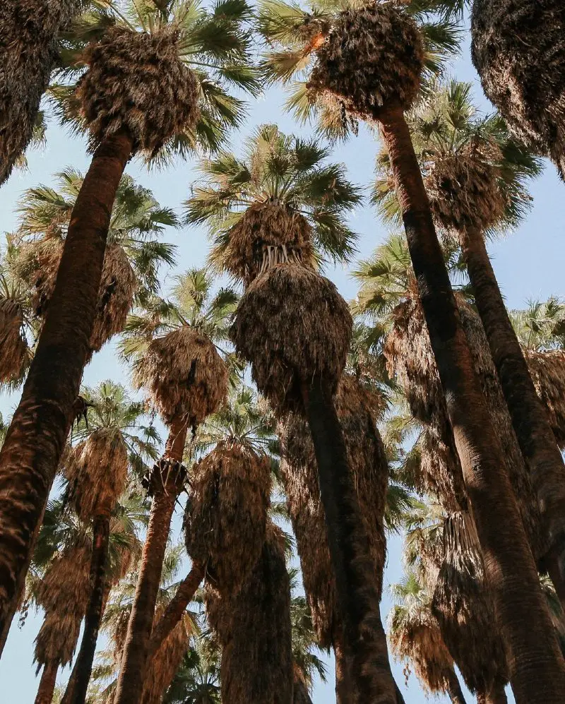 Towering Palms