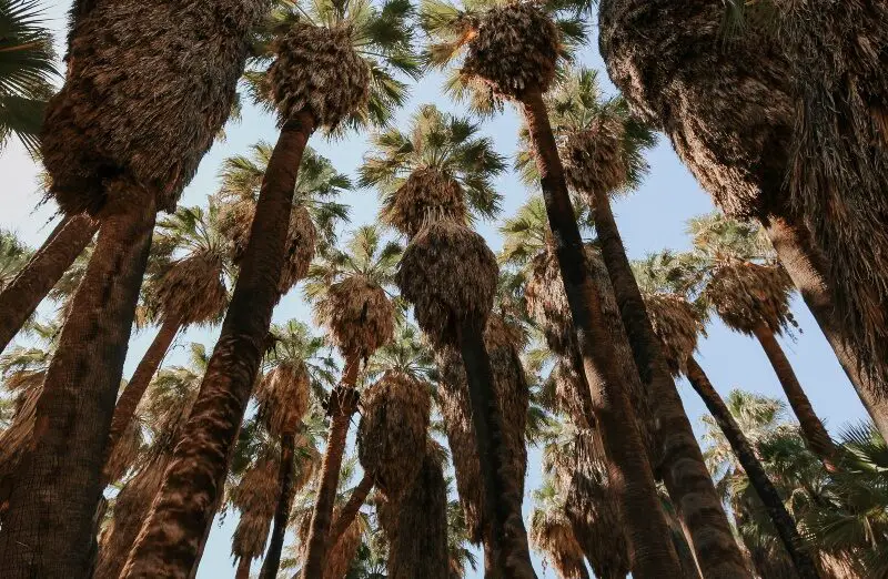 Massive Palms