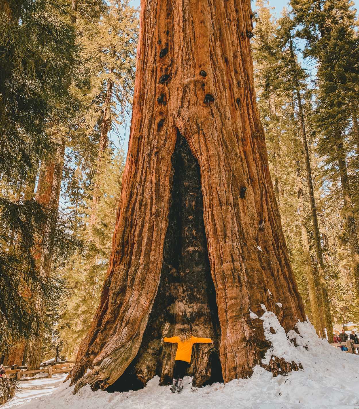 Top 102+ Images photos of sequoia national park Stunning