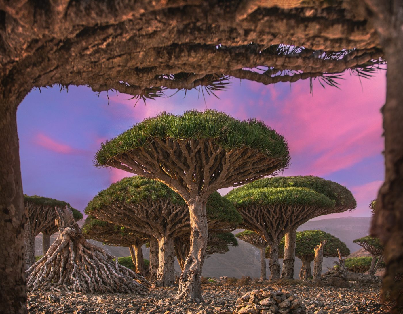 Socotra Island Trees