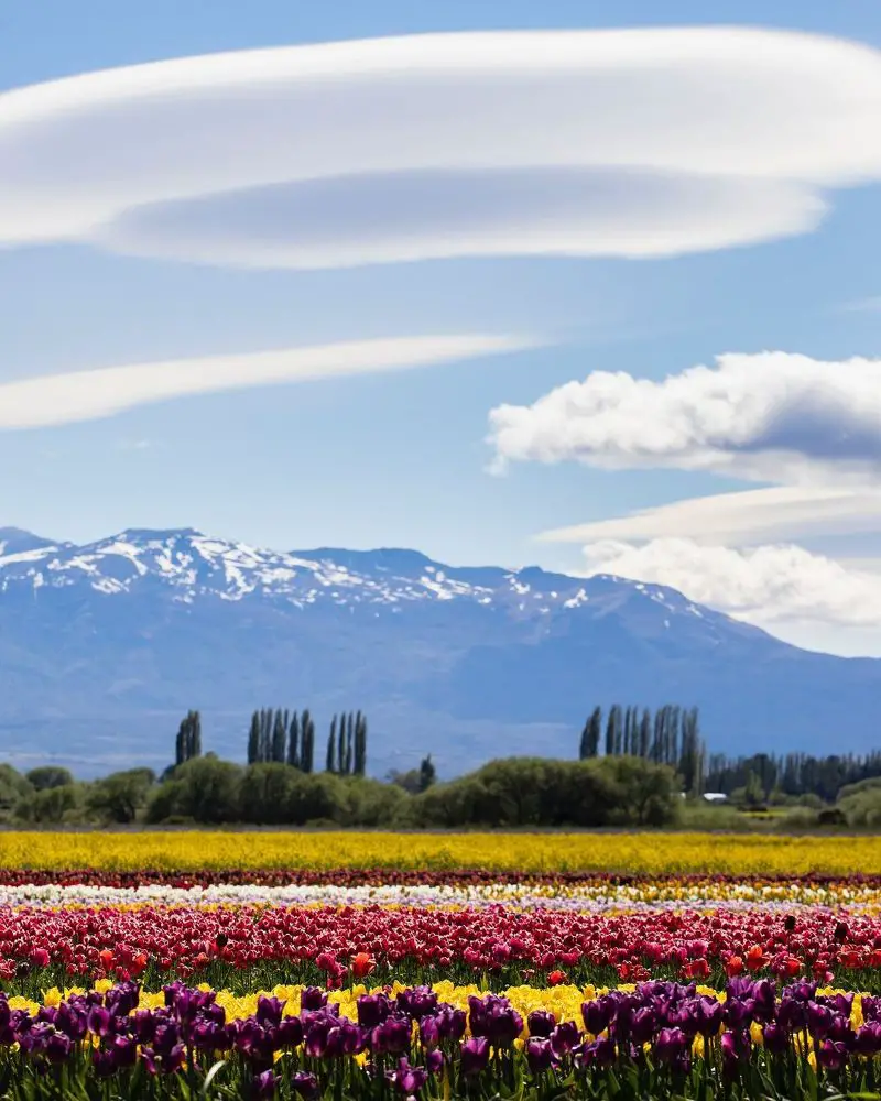 Patagonia Tulips