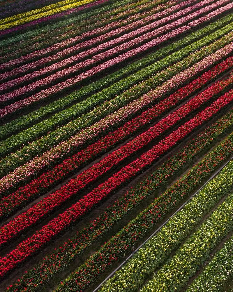 Tulip Fields of Trevelin