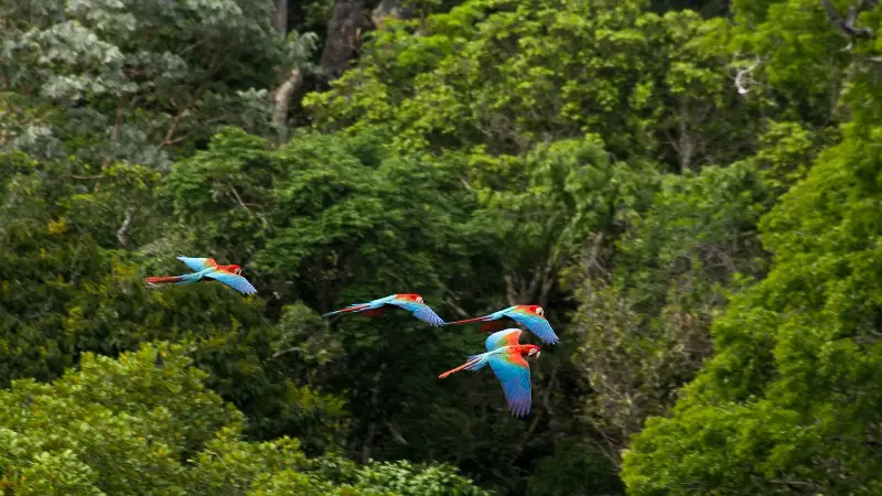 Birds of the Amazon