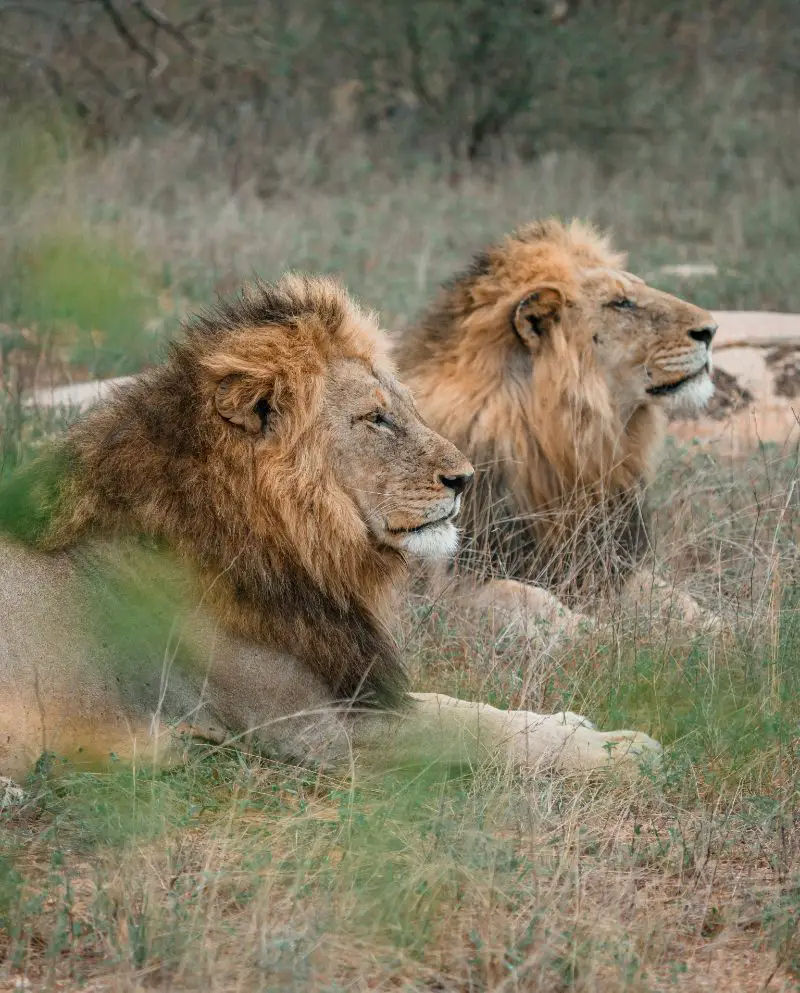 South African Lions