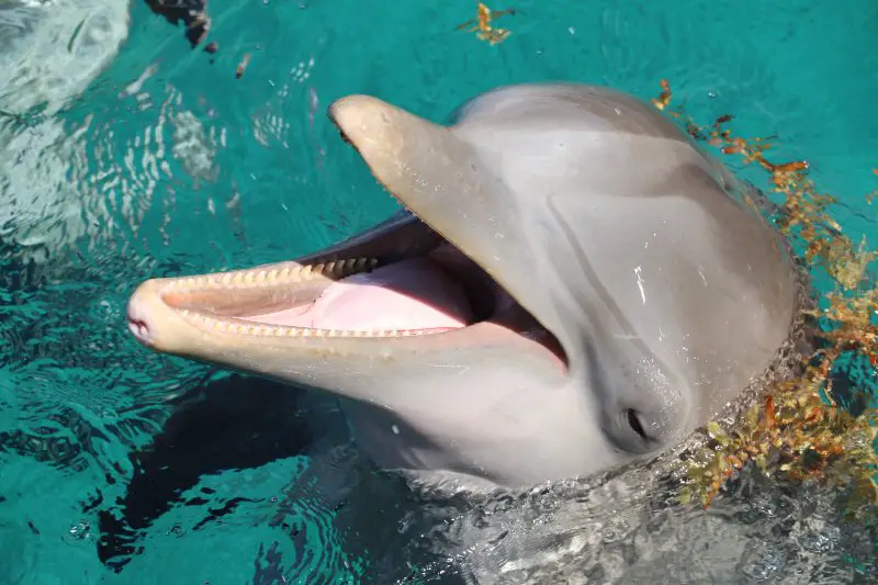 Cozumel Dolphin
