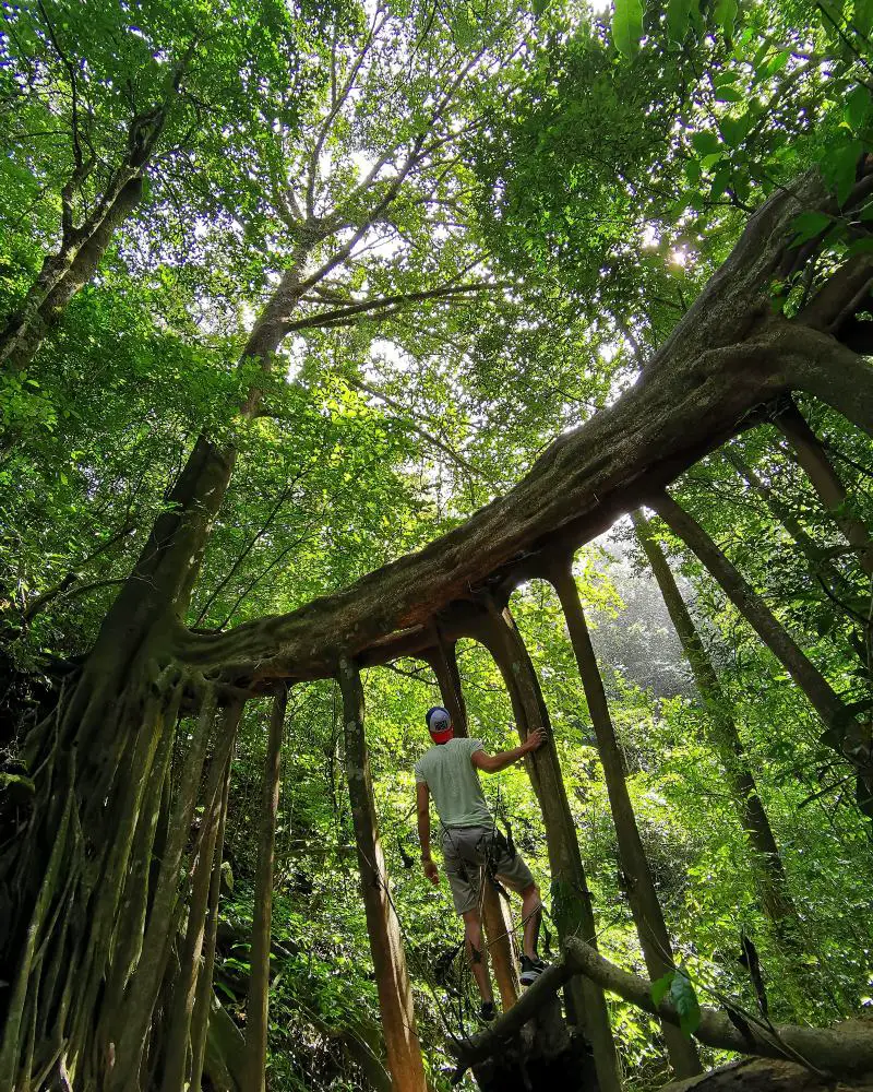 Monteverde Ficus Tree Bridge