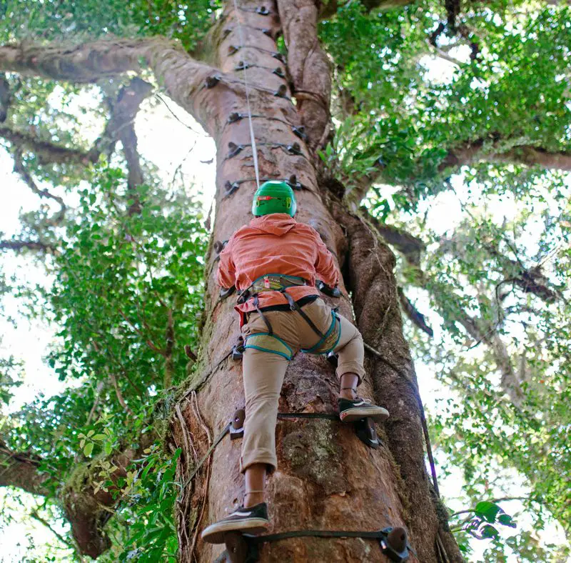 Tree Climbing Experience Tour
