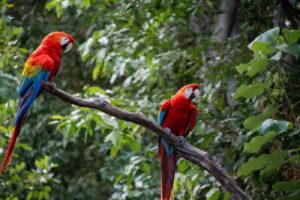 Carara National Park