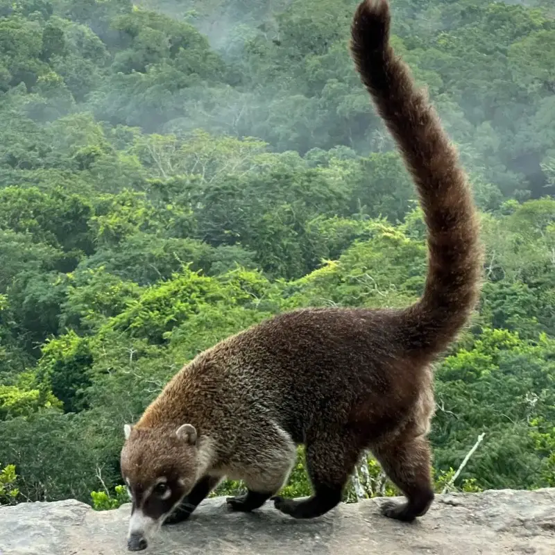 Guatemala Wildlife