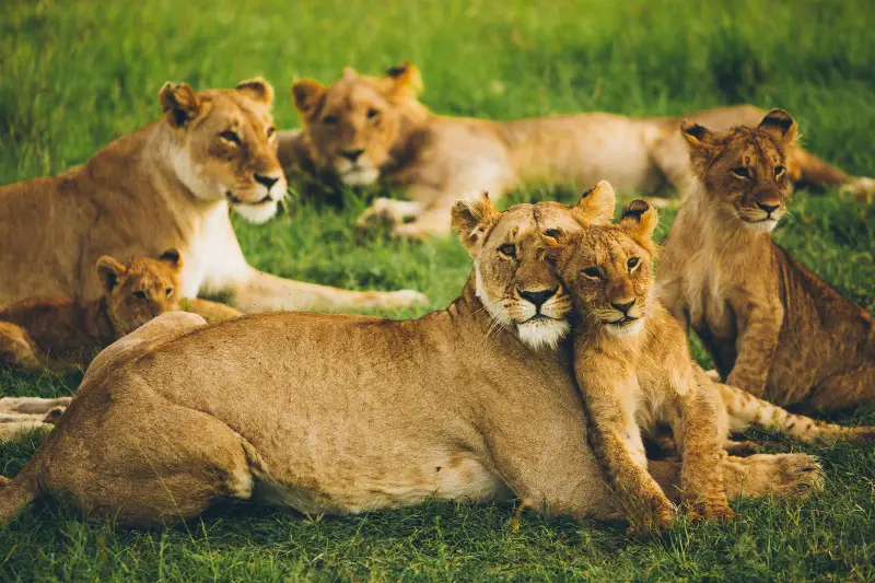 Family Safari Tanzania