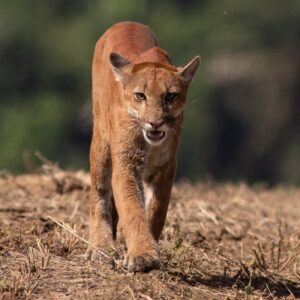 Wildlife Bolivia
