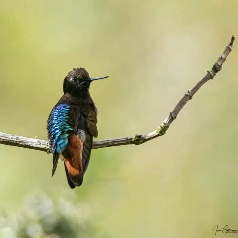 Birds of Bolivia