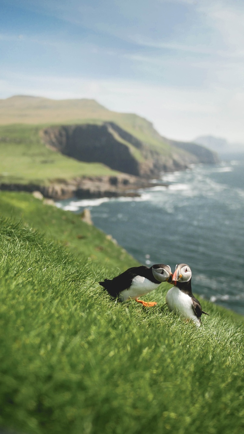 Puffin Faroe Islands