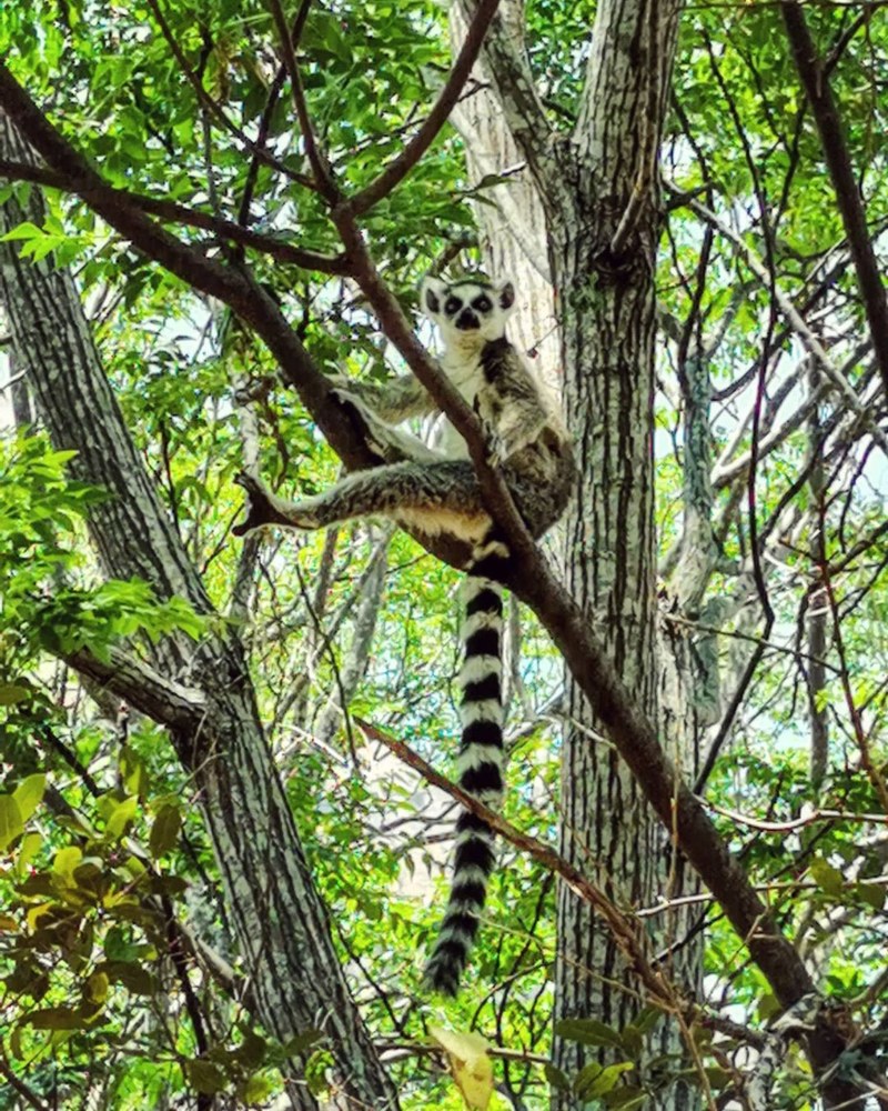 Madagascar Anja Community Reserve