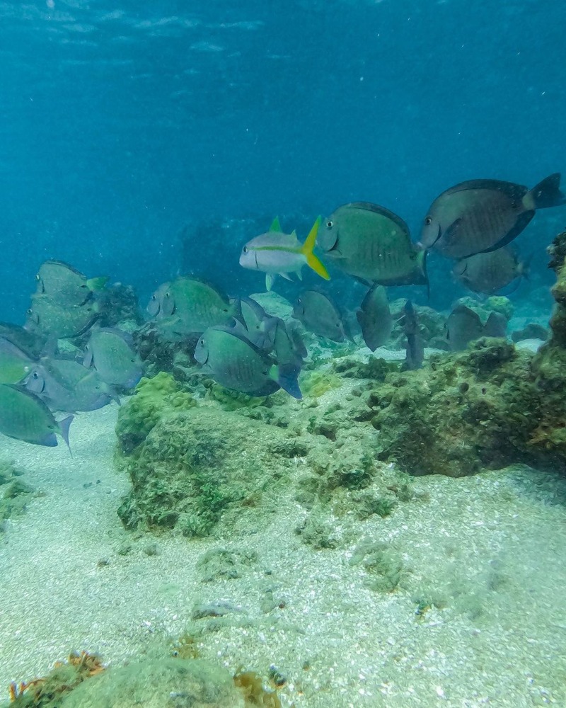 Bocas del Toro Polo Beach