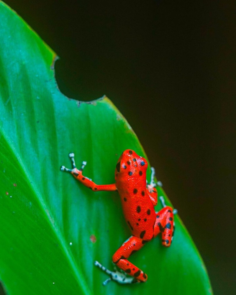 Bocas del Toro Frog