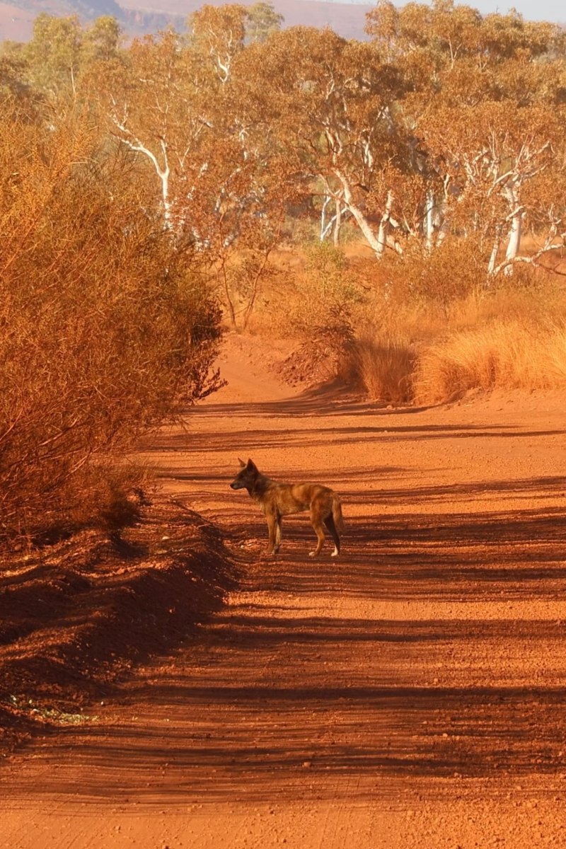 Karijini National Park Dingo
