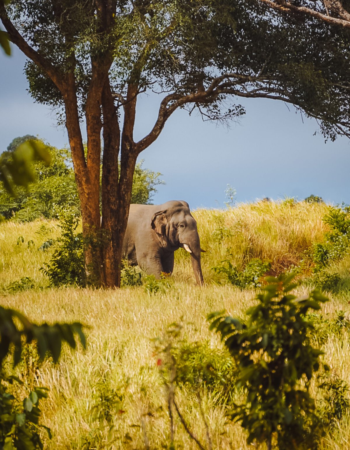 Khao Yai National Park