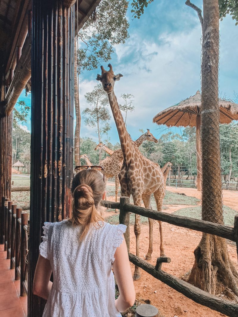 Phu Quoc Giraffes