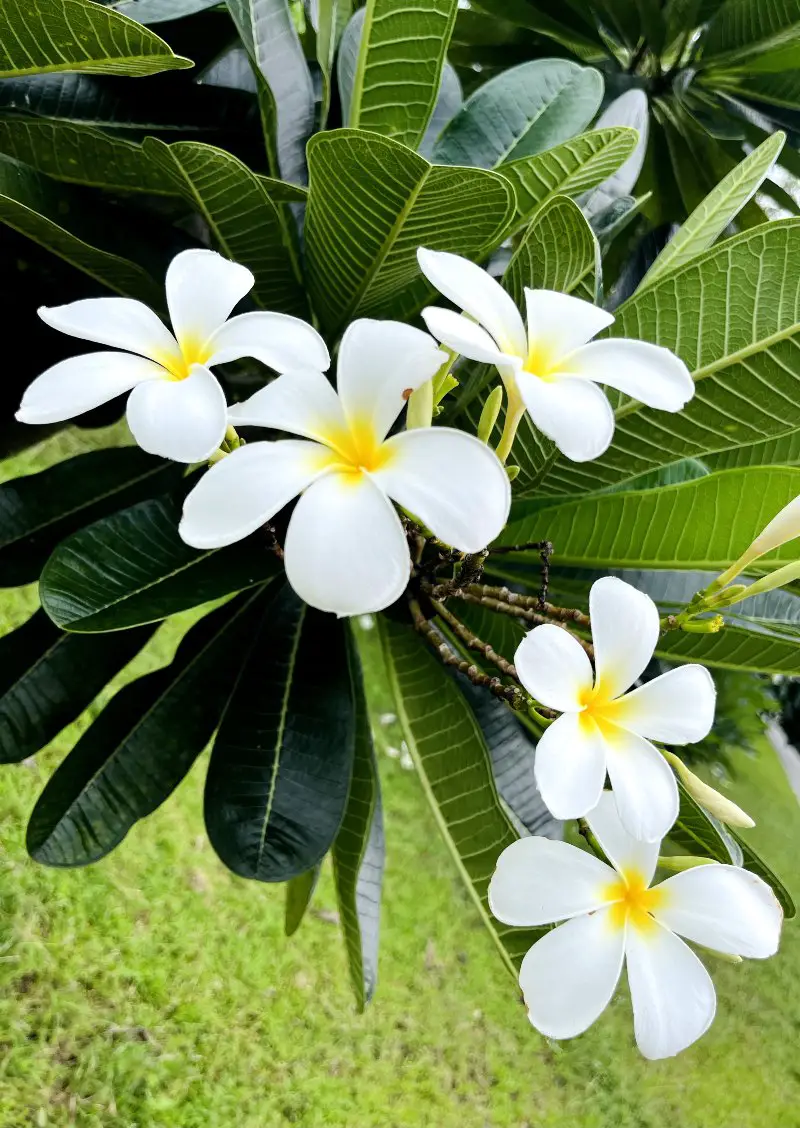 Thai Flowers