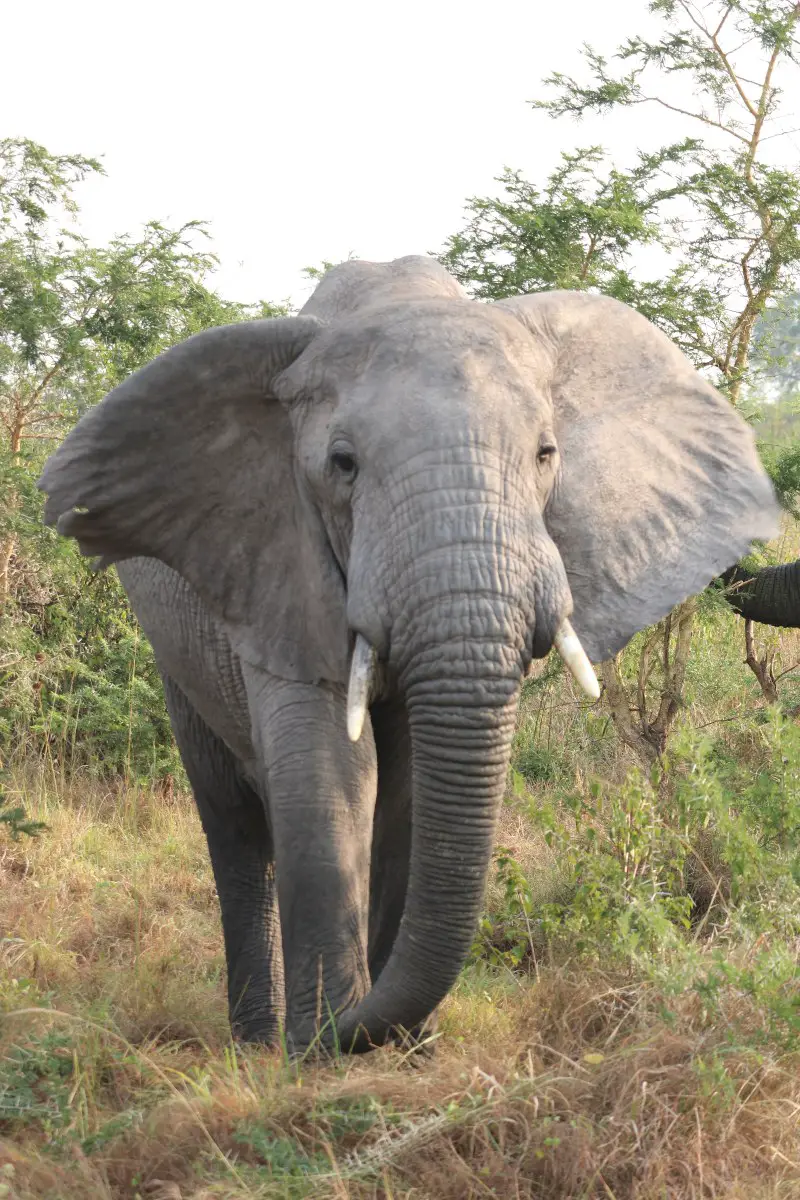 Elephant in Uganda