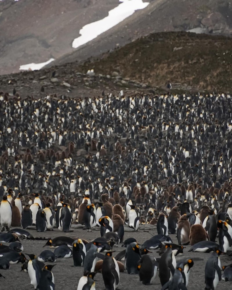 South Georgia Island South Georgia Island