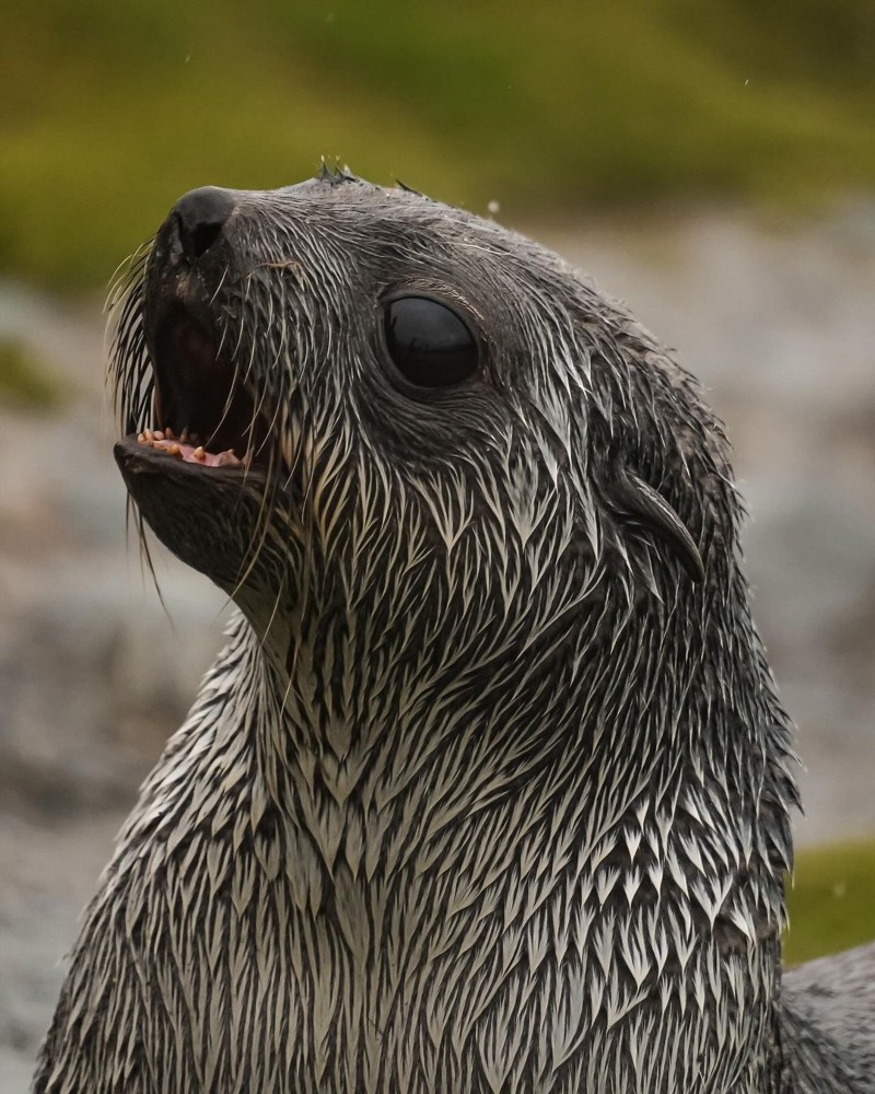 South Georgia Island Seal