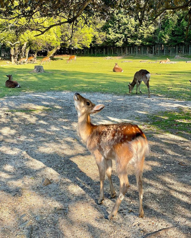 Nara Deer Park