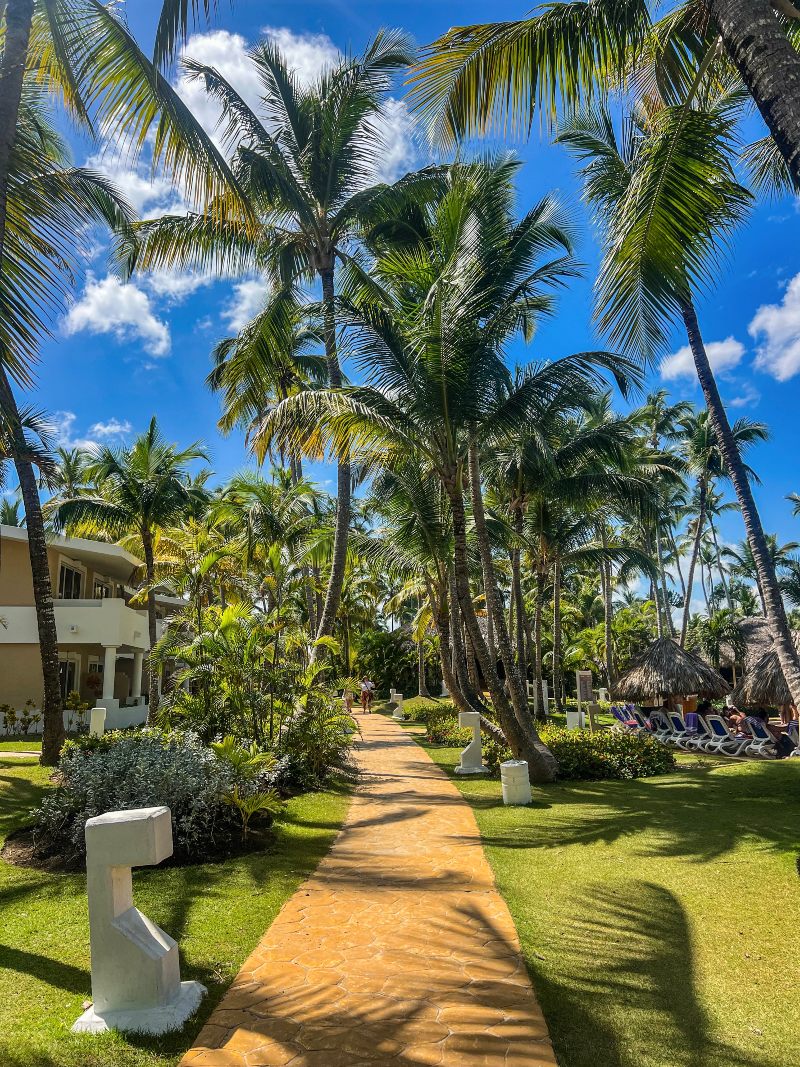 Punta Cana Palm Trees