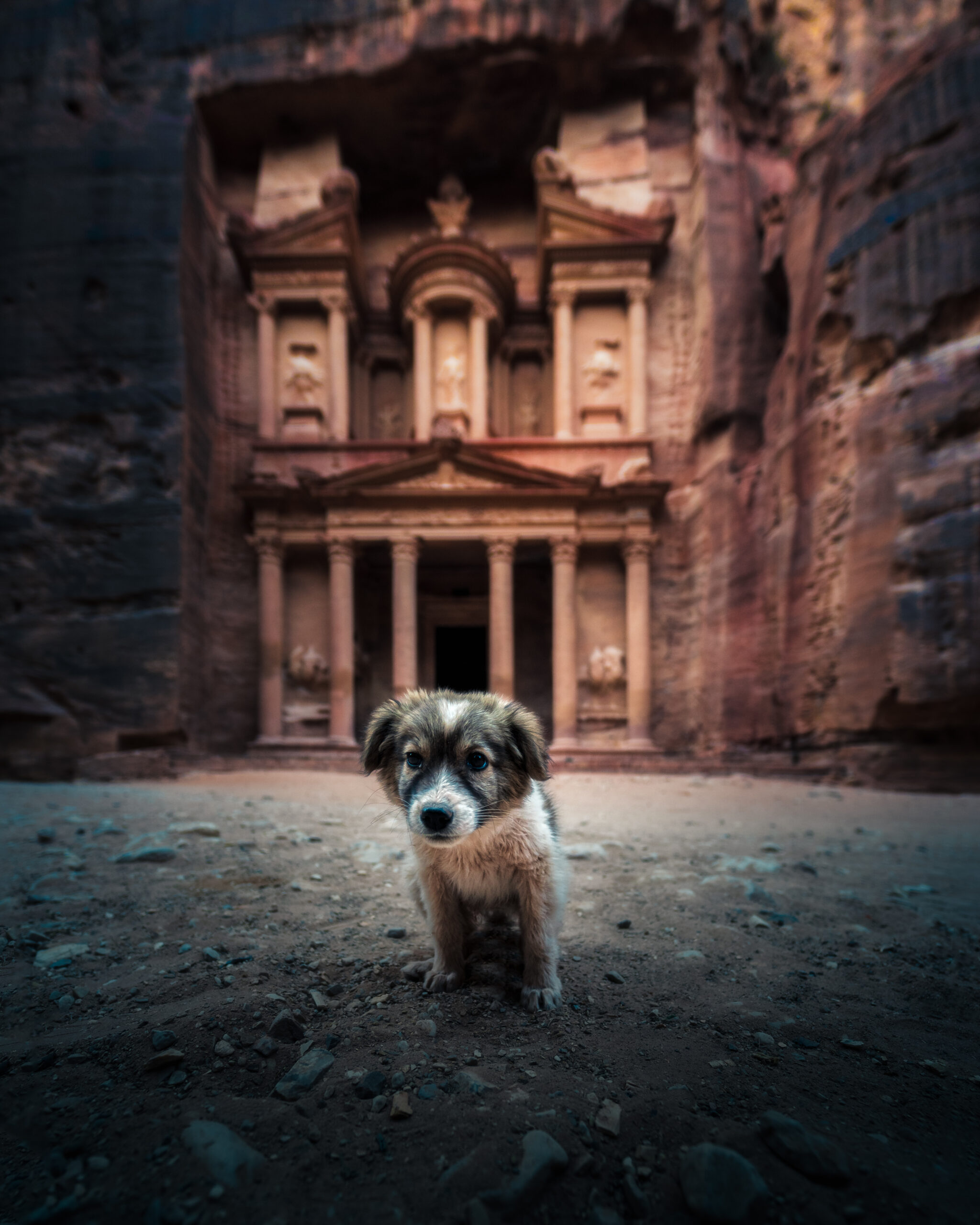 Petra Puppy